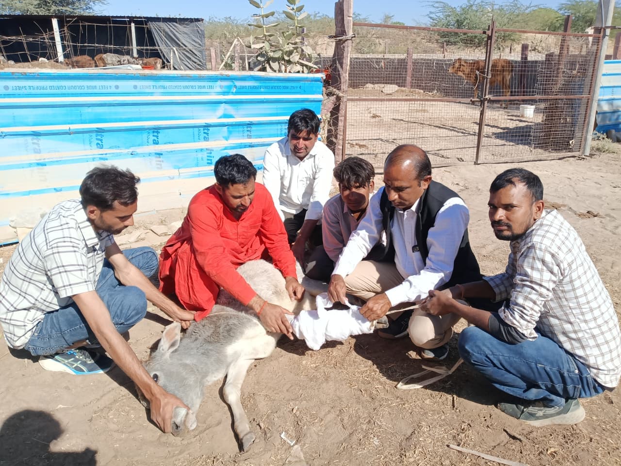 Medical Care for Cows